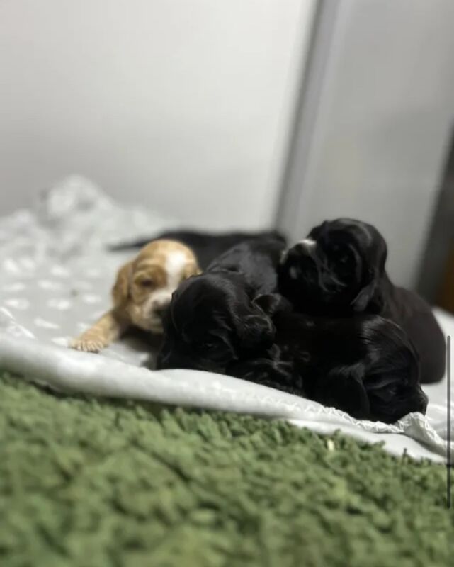 6 beautiful cocker spaniel for sale in Upwell, Norfolk - Image 3