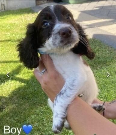 6 Beautiful Cocker Spaniel puppies (4 left) for sale in Kent Street, Kent