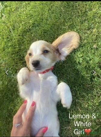 6 Beautiful Cocker Spaniel puppies (4 left) for sale in Kent Street, Kent - Image 2