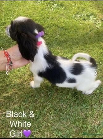 6 Beautiful Cocker Spaniel puppies (4 left) for sale in Kent Street, Kent - Image 3