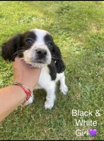 6 Beautiful Cocker Spaniel puppies (4 left) for sale in Kent Street, Kent - Image 4