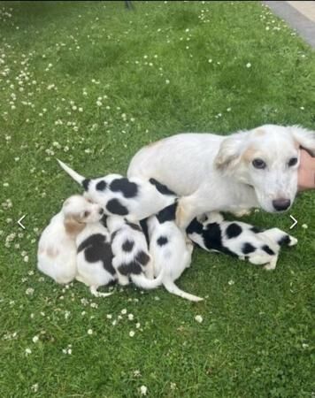 6 Beautiful Cocker Spaniel puppies (4 left) for sale in Kent Street, Kent - Image 5