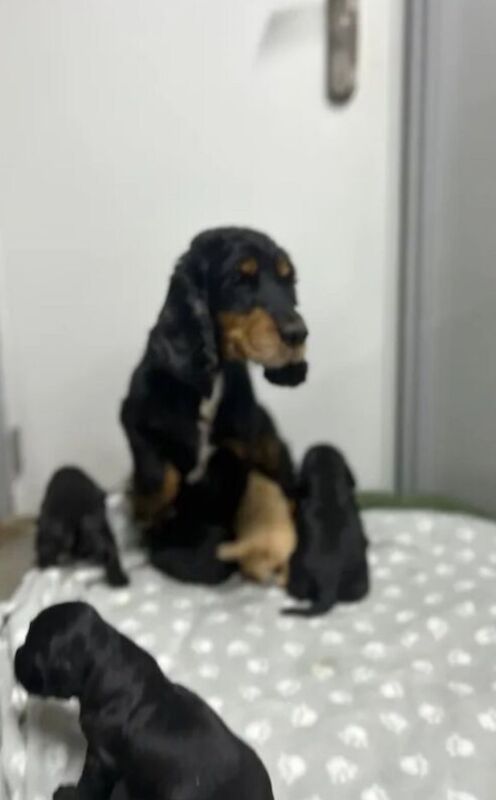 6 beautiful cocker spaniel pups for sale in Upwell, Norfolk