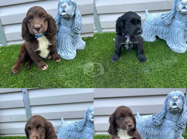 6 cockerspaniels ready now for sale in Watford, Northamptonshire - Image 1