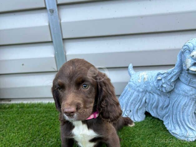 6 cockerspaniels ready now for sale in Watford, Northamptonshire - Image 2