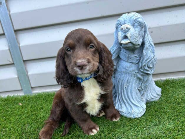 6 cockerspaniels ready now for sale in Watford, Northamptonshire - Image 4