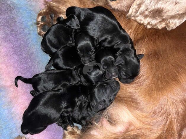 6 KC registered cocker spaniel puppies for sale in Telford, Shropshire - Image 1