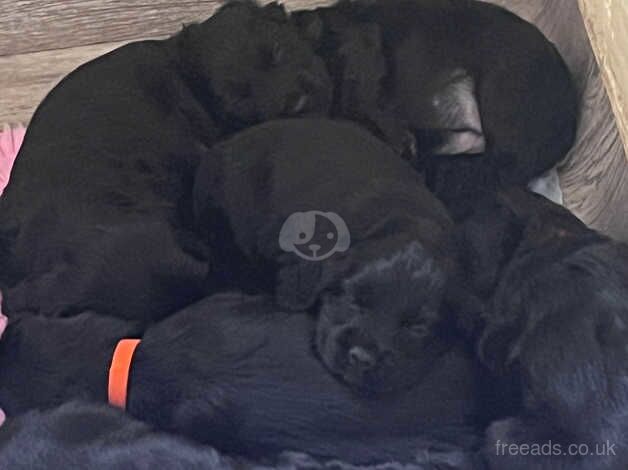 6 KC registered cocker spaniel puppies for sale in Telford, Shropshire - Image 3