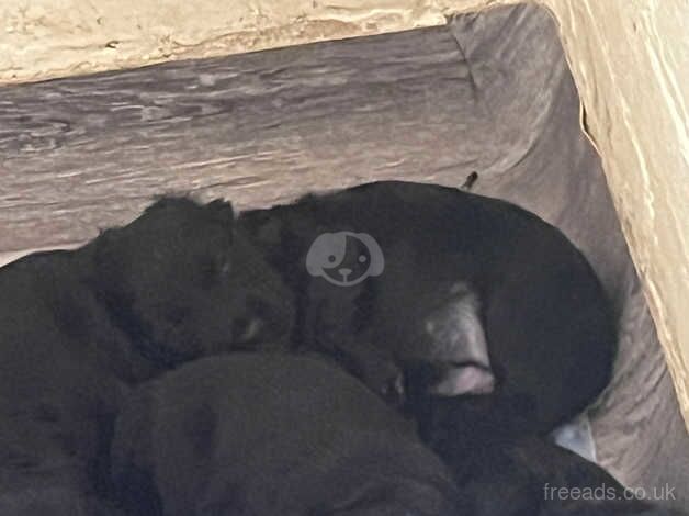 6 KC registered cocker spaniel puppies for sale in Telford, Shropshire - Image 4