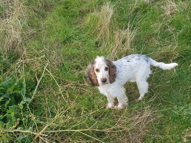 6 month old blue roan sable cocker spaniel for sale in Dumfries and Galloway, Dumfries and Galloway