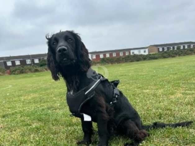 6 month old Cocker Spaniel For Sale in Grimsby, Lincolnshire