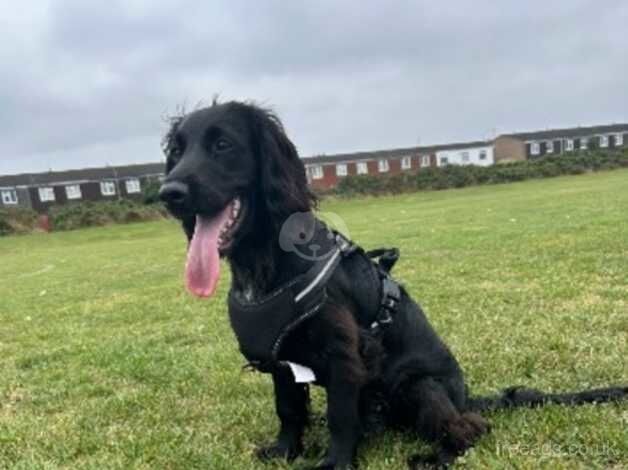 6 month old Cocker Spaniel For Sale in Grimsby, Lincolnshire - Image 2