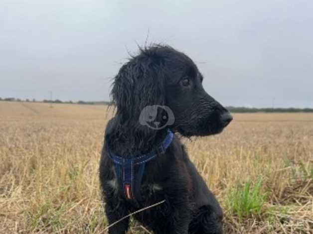 6 month old Cocker Spaniel For Sale in Grimsby, Lincolnshire - Image 3