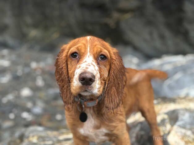 6 month old cocker spaniel for sale in Cambridge, Cambridgeshire