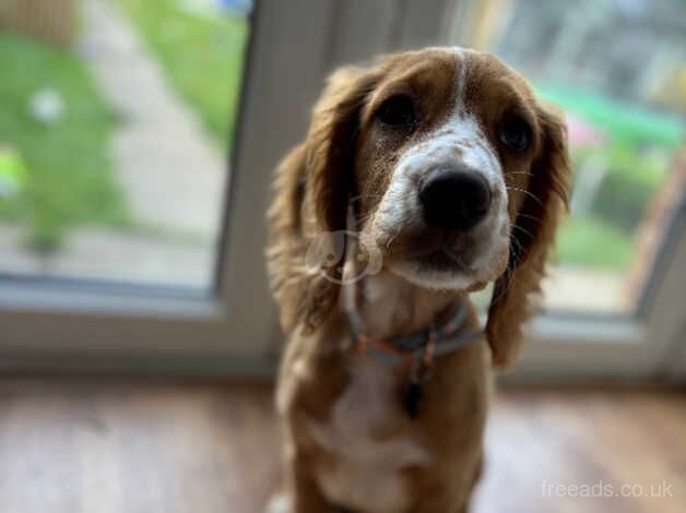 6 month old cocker spaniel for sale in Cambridge, Cambridgeshire - Image 2