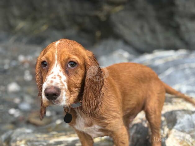 Cocker Spaniel Puppies for sale in Cambridgeshire