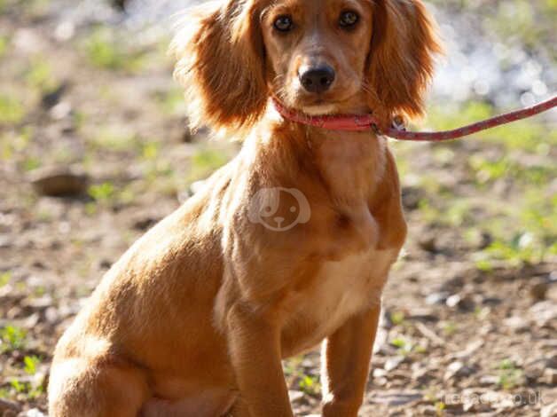 6 month old cocker spaniel for sale in Tonbridge, Kent