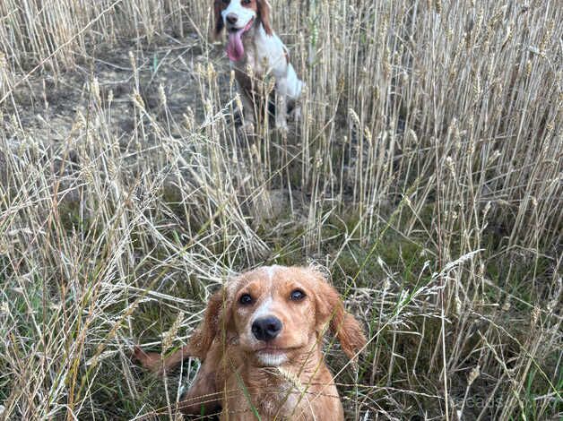 6 month old cocker spaniel for sale in Tonbridge, Kent - Image 2