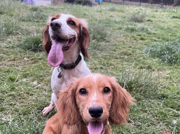 6 month old cocker spaniel for sale in Tonbridge, Kent - Image 3