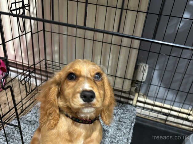 6 month old cocker spaniel for sale in Tonbridge, Kent - Image 4