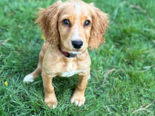 6 month old cocker spaniel for sale in Tonbridge, Kent - Image 5