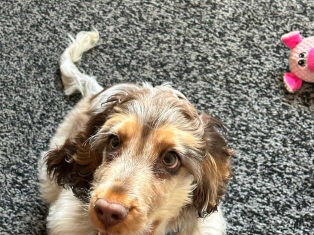 6 month old cocker spaniel puppy for sale in Blackburn, Lancashire - Image 2