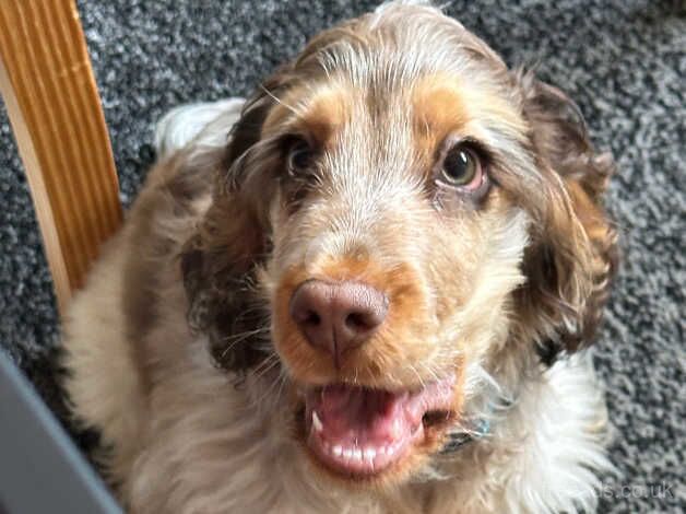 6 month old cocker spaniel puppy for sale in Blackburn, Lancashire - Image 3