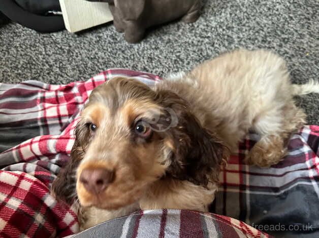 6 month old cocker spaniel puppy for sale in Blackburn, Lancashire - Image 4