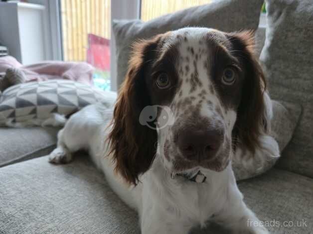 6 month old girl cocker Spaniel for sale in Huntingdon, Cambridgeshire