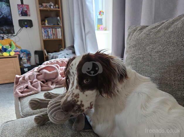 6 month old girl cocker Spaniel for sale in Huntingdon, Cambridgeshire - Image 3