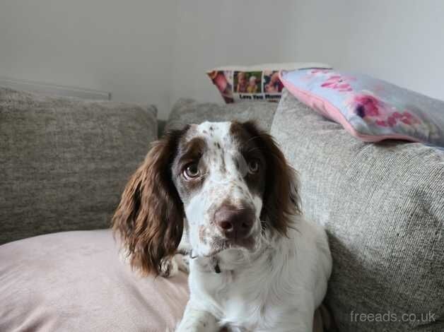 6 month old girl cocker Spaniel for sale in Huntingdon, Cambridgeshire - Image 4