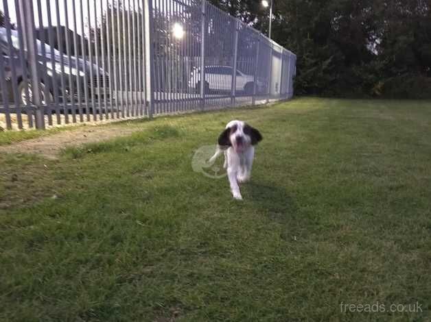 6 month old girl cocker Spaniel for sale in Huntingdon, Cambridgeshire - Image 5