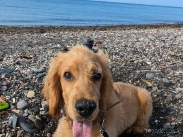 6 months old Cocker Spaniel for sale in Musselburgh, East Lothian