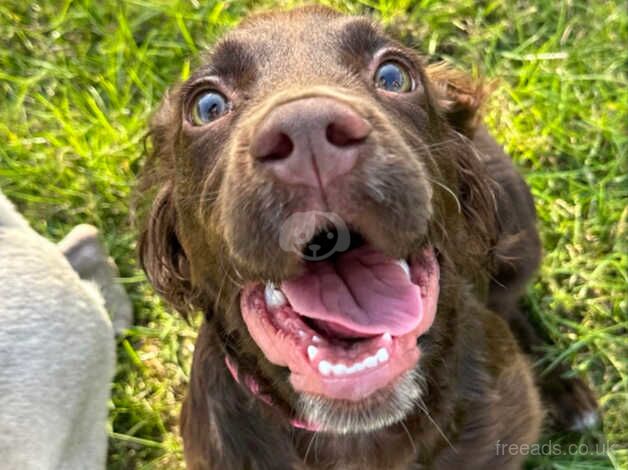 6 months old female cocker spaniel for sale in Hull, East Riding Of Yorkshire - Image 1