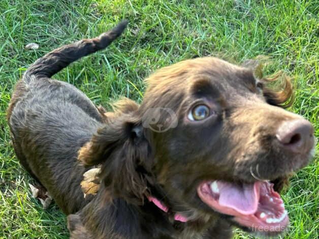 6 months old female cocker spaniel for sale in Hull, East Riding Of Yorkshire - Image 2