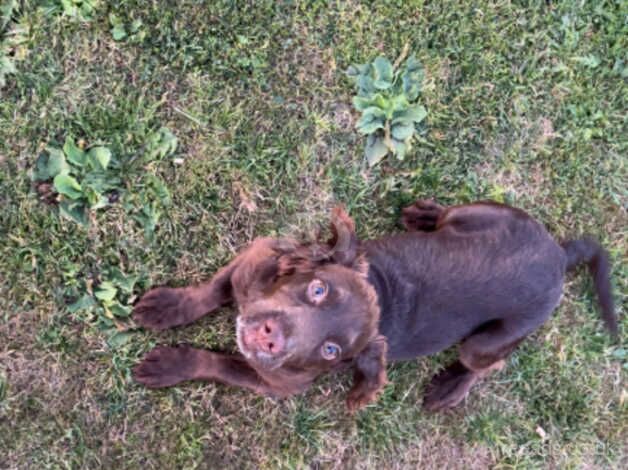 6 months old female cocker spaniel for sale in Hull, East Riding Of Yorkshire - Image 3