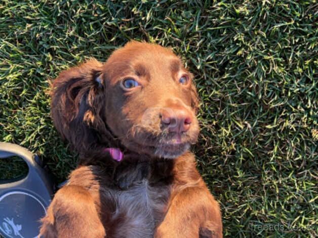 6 months old female cocker spaniel for sale in Hull, East Riding Of Yorkshire - Image 4