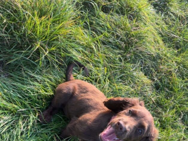 6 months old female cocker spaniel for sale in Hull, East Riding Of Yorkshire - Image 5