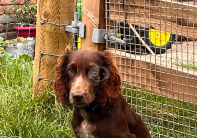 6 months old KC registered cocker spaniel for sale in Canterbury, Kent