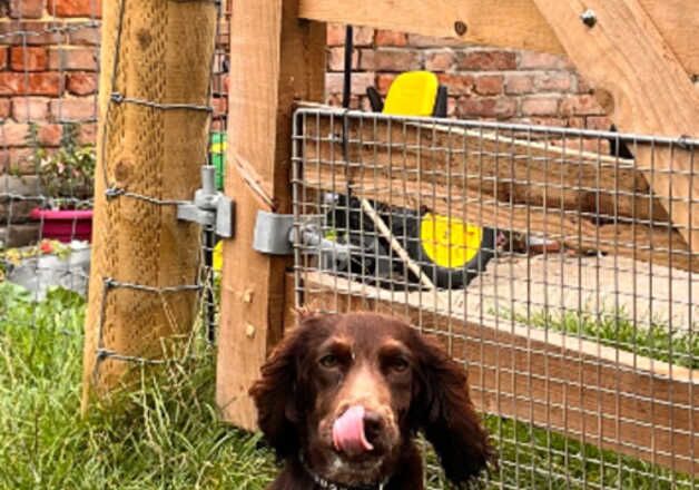 6 months old KC registered cocker spaniel for sale in Canterbury, Kent - Image 2