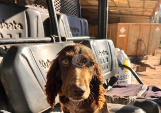 Cocker Spaniel Puppies for sale in Kent