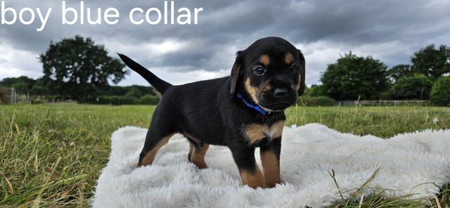 6 weeks old border terrier/cross for sale in Kirkby - In - Ashfield, Nottinghamshire