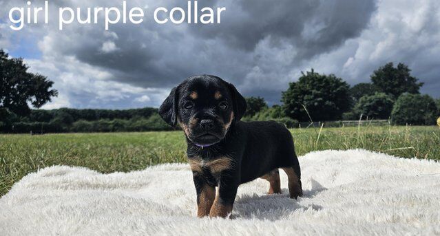 6 weeks old border terrier/cross for sale in Kirkby - In - Ashfield, Nottinghamshire - Image 2