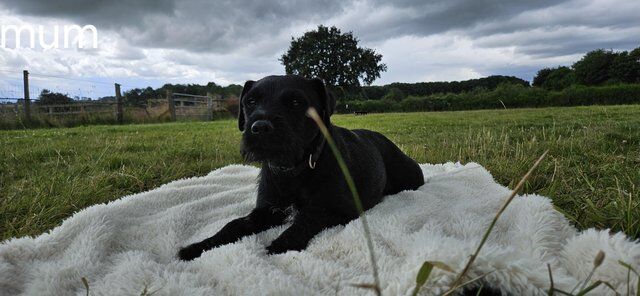 6 weeks old border terrier/cross for sale in Kirkby - In - Ashfield, Nottinghamshire - Image 4