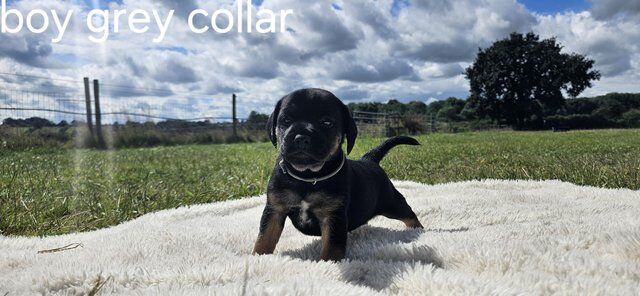 6 weeks old border terrier/cross for sale in Kirkby - In - Ashfield, Nottinghamshire - Image 5