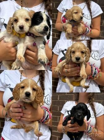 7 beautiful cocker spaniel pups for sale in Whinney Hill, South Yorkshire