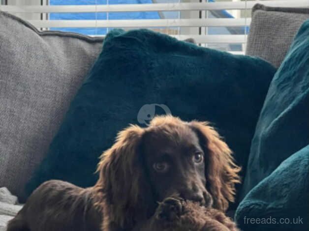 7 Month Old female Cocker spaniel for sale in Kingston upon Hull, East Riding of Yorkshire - Image 1