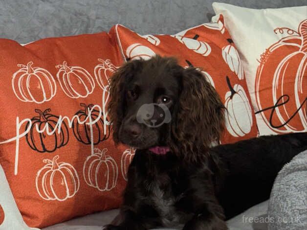 7 Month Old female Cocker spaniel for sale in Kingston upon Hull, East Riding of Yorkshire - Image 3