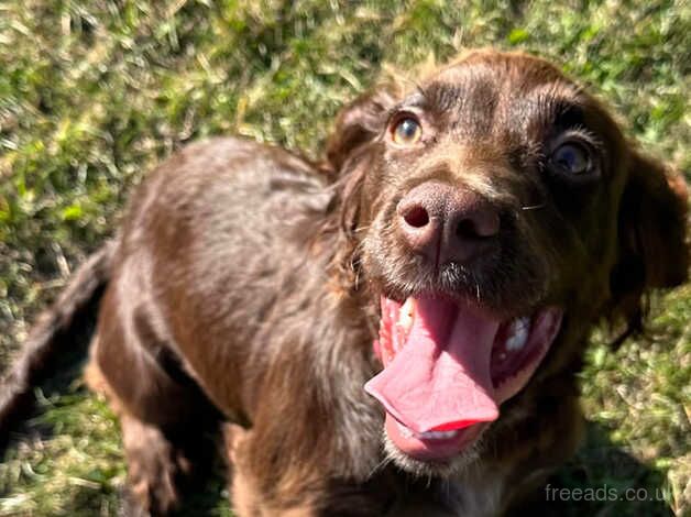 7 Month Old female Cocker spaniel for sale in Kingston upon Hull, East Riding of Yorkshire - Image 4