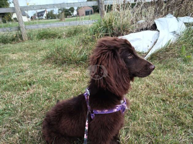 7 month old female Cocker Spaniel for sale in Huntingdon, Cambridgeshire